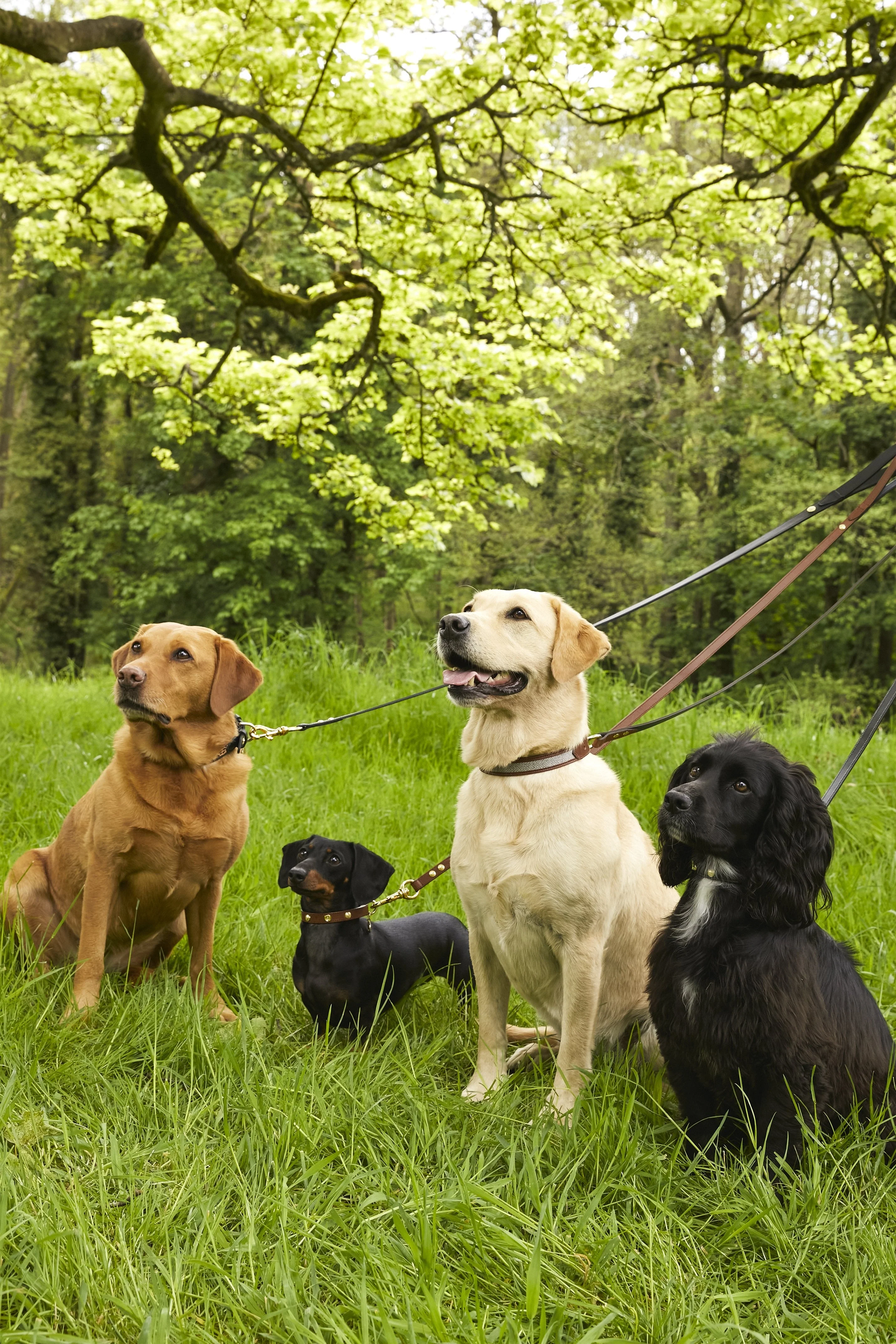 HC Classic Dog Collar (Chestnut & Tweed) - Image 11