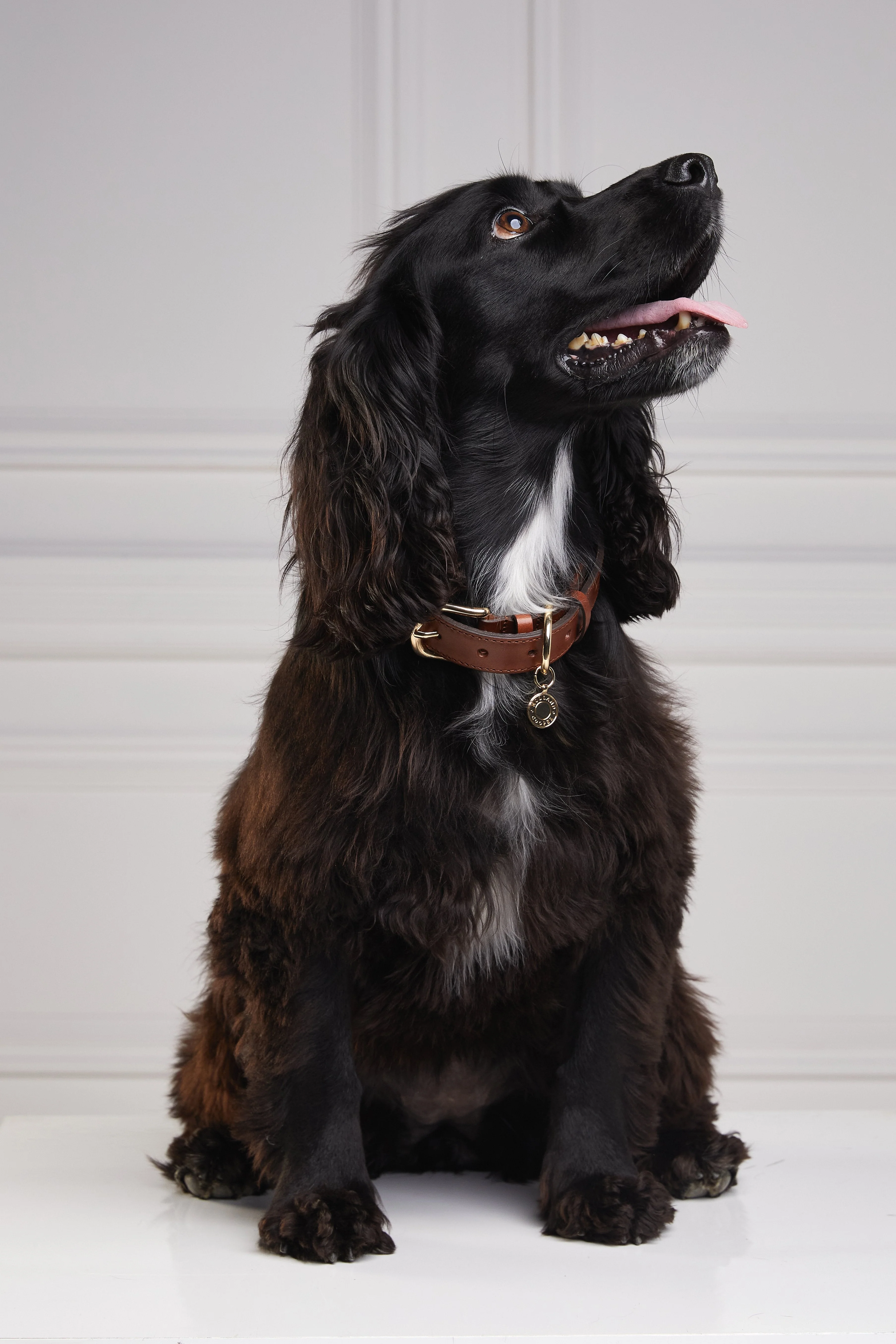 HC Classic Dog Collar (Chestnut & Tweed) - Image 9